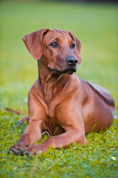 Beautiful dog rhodesian ridgeback puppy — Stock Photo, Image