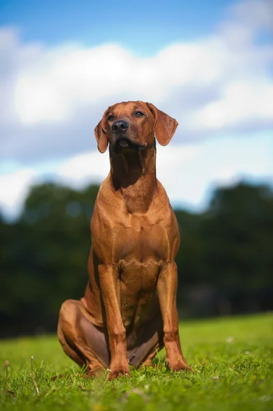 Vacker hund rhodesian ridgeback valp — Stockfoto