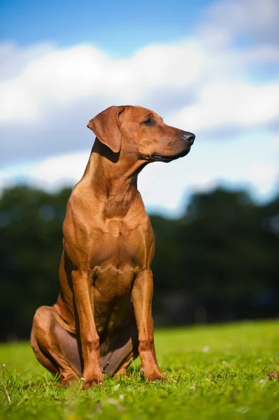 Güzel köpek Rodezya ridgeback köpek yavrusu — Stok fotoğraf