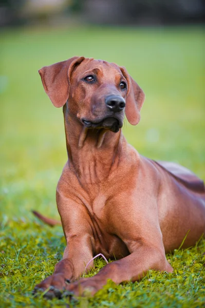 Cão lindo rhodesian cachorro ridgeback — Fotografia de Stock