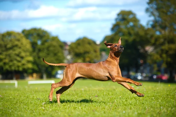 Vacker hund rhodesian ridgeback valp — Stockfoto