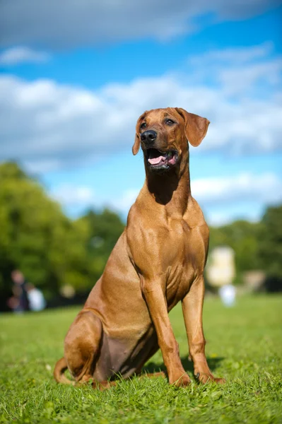 Vacker hund rhodesian ridgeback valp — Stockfoto