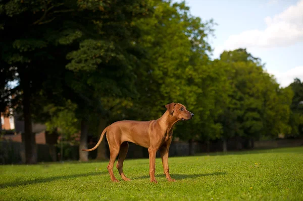 Vacker hund rhodesian ridgeback valp — Stockfoto