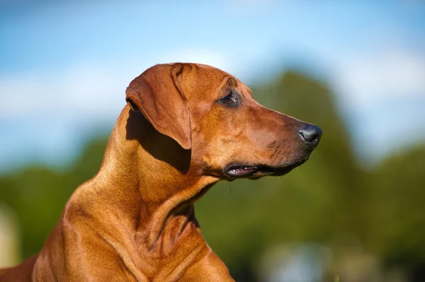 Piękny pies szczenię rasy rhodesian ridgeback — Zdjęcie stockowe