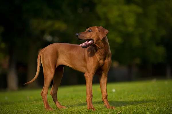 Bellissimo cane rodesiano ridgeback cucciolo — Foto Stock