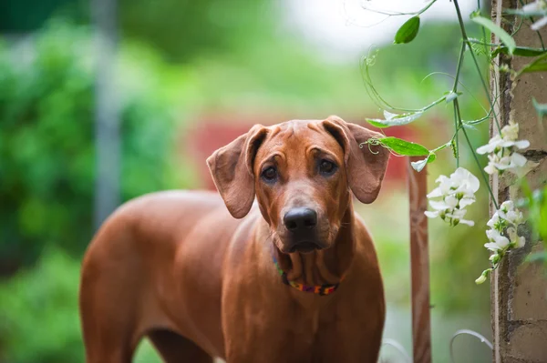 Carino bello giovane rodesiano ridgeback cucciolo — Foto Stock