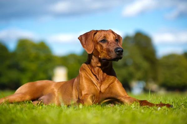 Piękny pies szczenię rasy rhodesian ridgeback Zdjęcia Stockowe bez tantiem