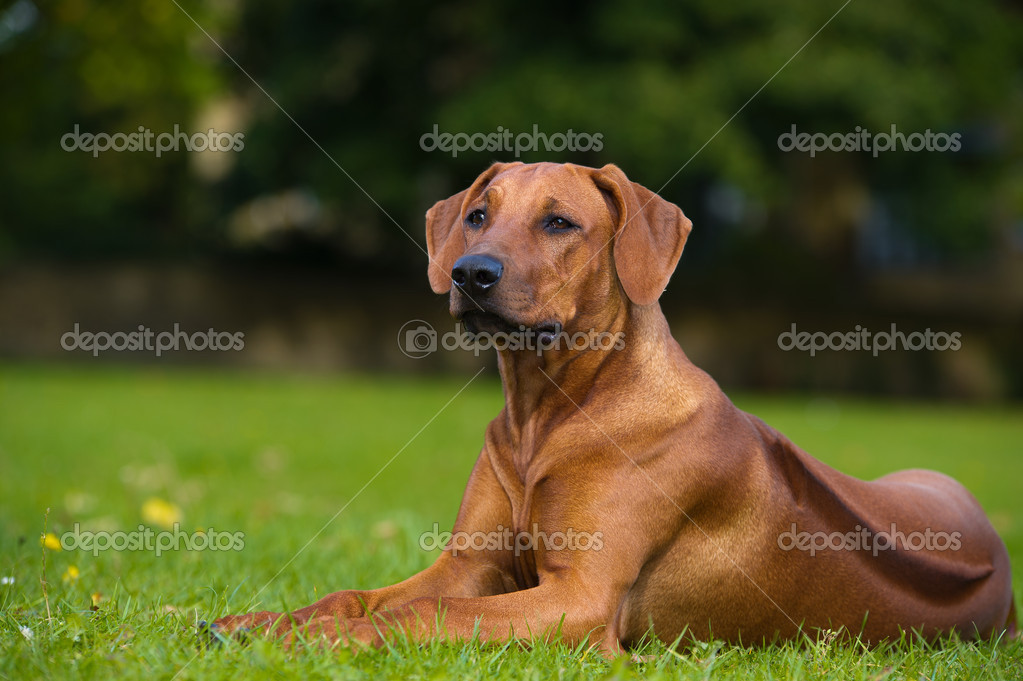 ridgeback puppy
