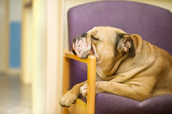 rahat bir koltuğa sahip güzel engish bulldog köpek
