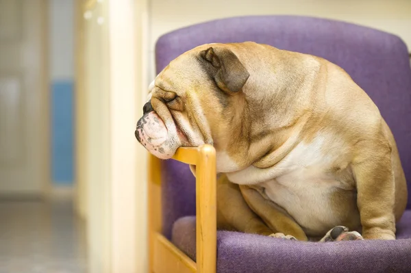 Bonito cão Bulldog Engish tendo um resto em uma cadeira — Fotografia de Stock