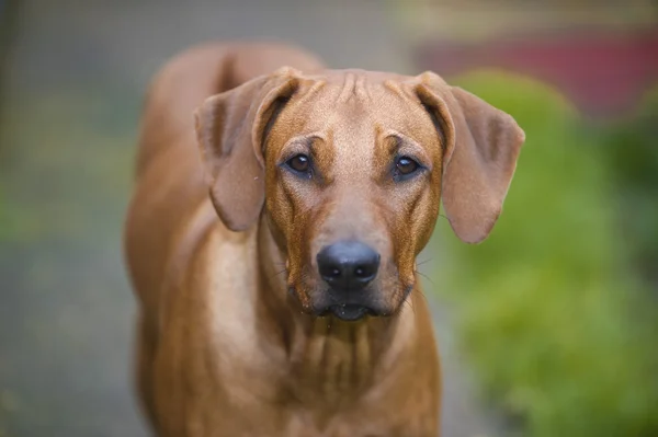 Όμορφη νέο σκυλί rhodesian ridgeback — Φωτογραφία Αρχείου