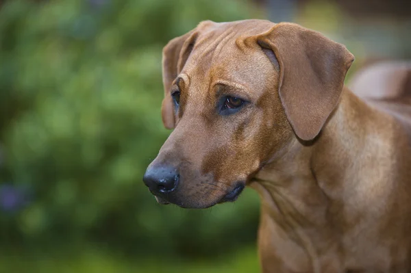 Beautiful young dog rhodesian ridgeback — Stock Photo, Image