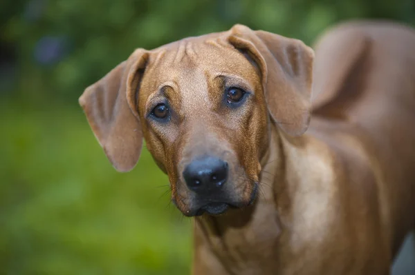 Όμορφη νέο σκυλί rhodesian ridgeback — Φωτογραφία Αρχείου