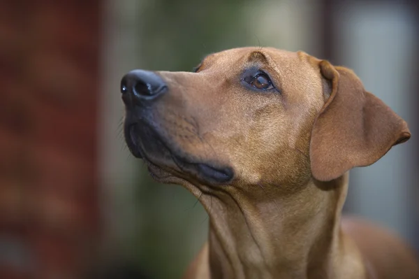 Vacker ung hund rhodesian ridgeback — Stockfoto