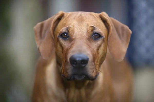 Красива молода собака родезійський хребет — стокове фото