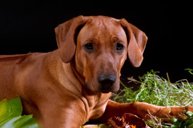 Stüdyo Rodezya ridgeback köpek güz yaprakları