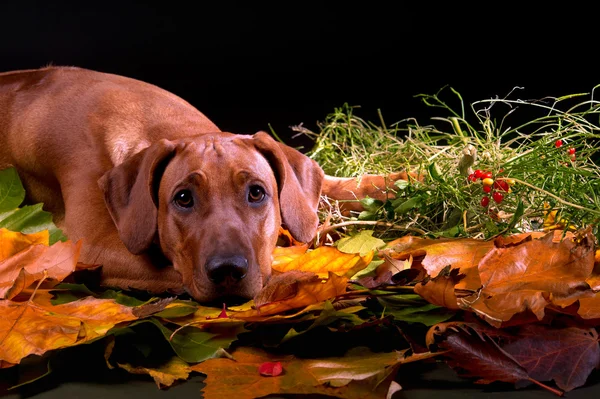 Rhodesian ridgeback cane in autunno lascia studio — Foto Stock