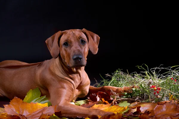 Rhodésien ridgeback chien en automne quitte studio — Photo