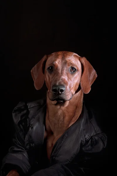 ローデシアン ・ リッジバック犬子犬スタジオ ショット — ストック写真