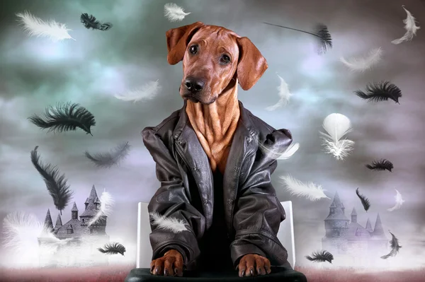 Carino foto di rodesiana ridgeback cane in piume — Foto Stock