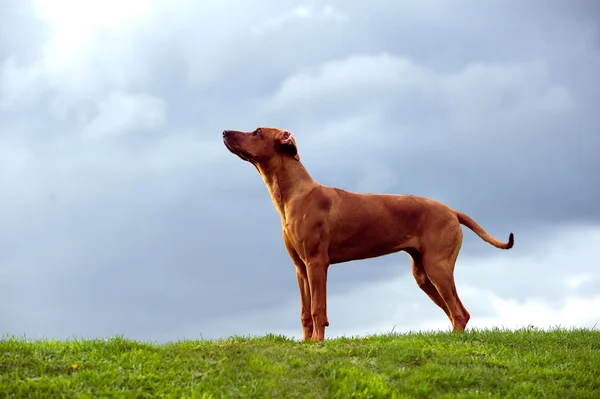 Beautiful rhodesian ridgeback dog puppy in a field — Stock Photo, Image