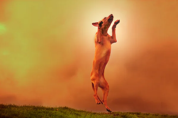 Vackra rhodesian ridgeback hund hundvalp hoppa i ett fält — Stockfoto