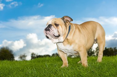 güzel köpek İngilizce bulldog açık havada