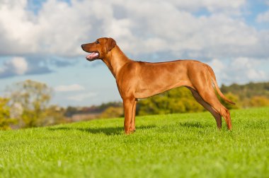 güzel köpek Rodezya ridgeback