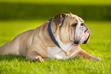 güzel köpek İngilizce bulldog açık havada