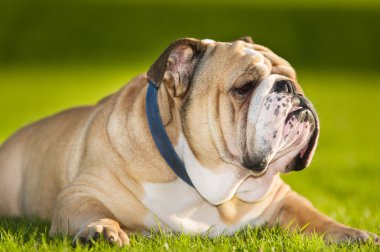 güzel köpek İngilizce bulldog açık havada