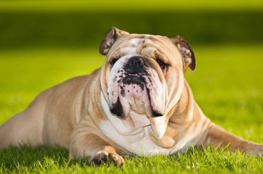 güzel köpek İngilizce bulldog açık havada