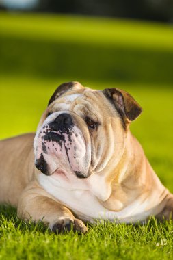 güzel köpek İngilizce bulldog açık havada
