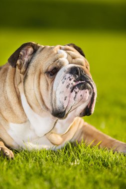 güzel köpek İngilizce bulldog açık havada