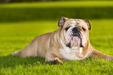 güzel köpek İngilizce bulldog açık havada