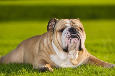 güzel köpek İngilizce bulldog açık havada