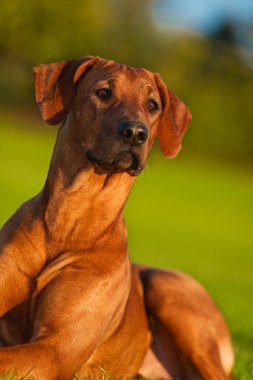 güzel köpek Rodezya ridgeback