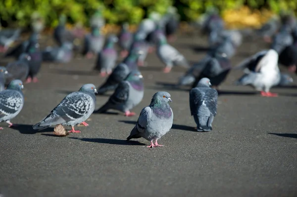 Schöne paar tauben sitzen auf einer straße — Stockfoto