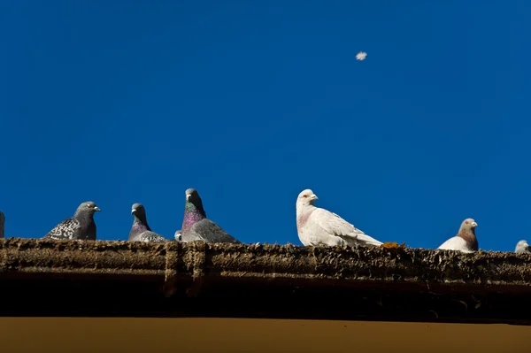 Bellissimi piccioni seduti su un tetto — Foto Stock