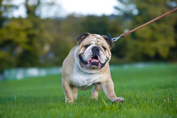 Krásný pes anglický buldok venku chodit — Stock fotografie