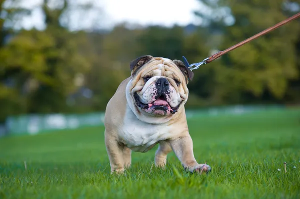 Bonito cão Inglês bulldog ao ar livre andando — Fotografia de Stock