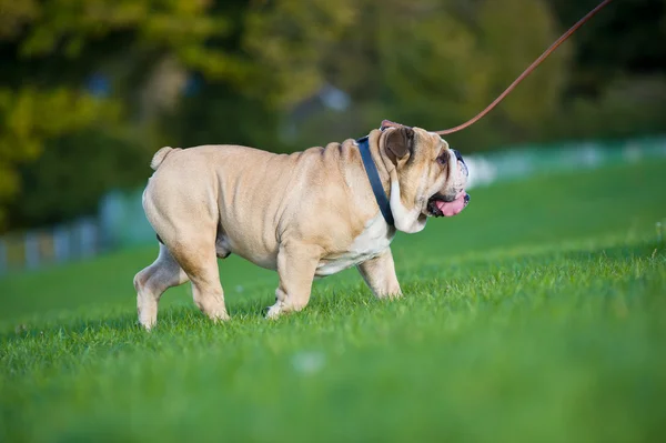 Vacker hund engelska bulldog promenader utomhus — Stockfoto