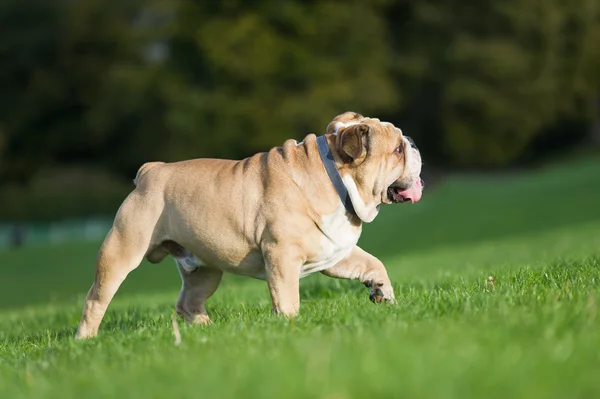 Schöner Hund Englische Bulldogge im Freien spazieren gehen — Stockfoto