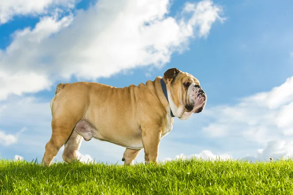 Bonito cão inglês bulldog ao ar livre — Fotografia de Stock