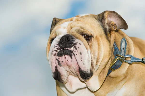 Bellissimo cane bulldog inglese all'aperto — Foto Stock