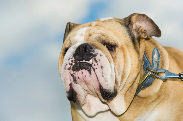 Mooie hond Engels bulldog buitenshuis — Stockfoto