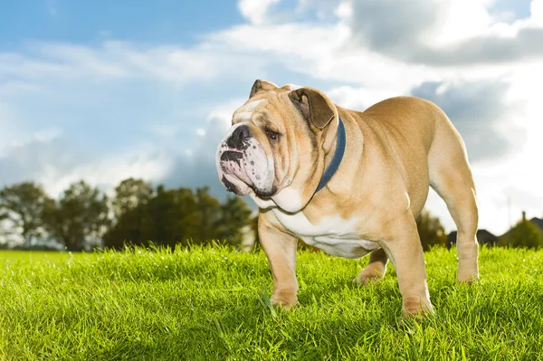 Mooie hond Engels bulldog buitenshuis — Stockfoto