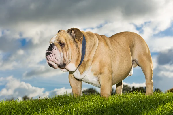 Mooie hond Engels bulldog buitenshuis — Stockfoto