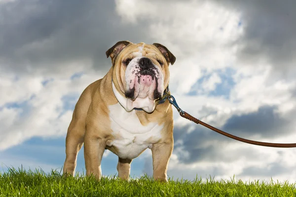 Mooie hond Engels bulldog buitenshuis — Stockfoto