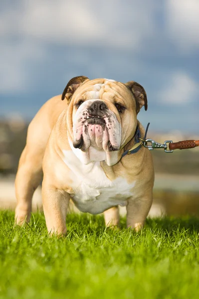 Mooie hond Engels bulldog buitenshuis — Stockfoto