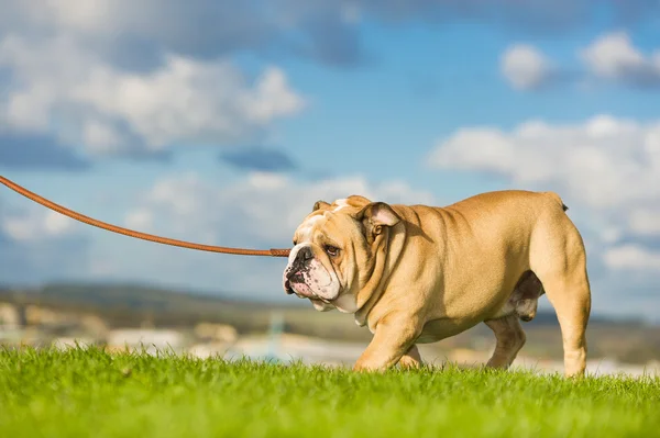 Vacker hund engelska bulldog promenader utomhus — Stockfoto